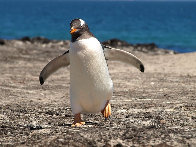 ../../Pictures/241209/047 Gentoo.JPG